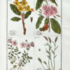 Plantes usuelles, indig�e8nes et exotiques, dessin�e9es et colori�e9es d�e2pr�e8s nature, avec la description de leurs caract�e8res distinctifs et de leurs propri�e9t�e9s m�e9dicales. – Bild 3
