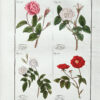 Plantes usuelles, indig�e8nes et exotiques, dessin�e9es et colori�e9es d�e2pr�e8s nature, avec la description de leurs caract�e8res distinctifs et de leurs propri�e9t�e9s m�e9dicales. – Bild 4