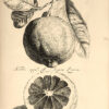 De Koninglycke hovenier aanwyzende De Middelen om Boomen, Bloemen en Kruyden, te Zaayen, planten, aen, queeken en voort teelen. – Bild 4