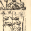 De Koninglycke hovenier aanwyzende De Middelen om Boomen, Bloemen en Kruyden, te Zaayen, planten, aen, queeken en voort teelen. – Bild 2