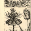 De Koninglycke hovenier aanwyzende De Middelen om Boomen, Bloemen en Kruyden, te Zaayen, planten, aen, queeken en voort teelen. – Bild 3