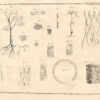 La Physique des arbres : où il est traité de l'anatomie des plantes et de l'économie végétale : Pour servir d'Introduction au Traité complet des Bois & des Forests ; avec une dissertation sur l'utilité des Méthodes de Botanique ; & une Explication des termes propres à cette Science, & qui sont en usage pour l'exploitation des Bois & des Forêts. - 图片 2