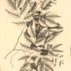 Selectarum stirpium Americanarum historia in qua ad Linnaeanum systema determinatae descriptaeque sistuntur plantae illae, quas in insulis Martinica, Jamaica, Domingo, Aliique, et in Viciniae continentis parte, observavit rariores ; adjectis iconibus in solo natali delineatis. – Bild 4
