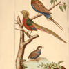 L'Histoire naturelle éclaircie dans une de ses parties principales, l'ornithologie, qui traite des oiseaux de terre, de mer et de rivière, tant de nos climats que des pays étrangers… Ouvrage traduit du Latin du Synopsis avium de Ray... Par M. Salerne, Docteur en Médecine à Orléans... Enrichi de 31 figures dessinées d'après nature. - Imagen 5