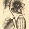 Selectarum stirpium Americanarum historia in qua ad Linnaeanum systema determinatae descriptaeque sistuntur plantae illae, quas in insulis Martinica, Jamaica, Domingo, Aliique, et in Viciniae continentis parte, observavit rariores ; adjectis iconibus in solo natali delineatis. – Bild 3