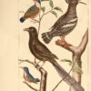 L'Histoire naturelle éclaircie dans une de ses parties principales, l'ornithologie, qui traite des oiseaux de terre, de mer et de rivière, tant de nos climats que des pays étrangers… Ouvrage traduit du Latin du Synopsis avium de Ray... Par M. Salerne, Docteur en Médecine à Orléans... Enrichi de 31 figures dessinées d'après nature. - Imagen 3