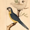 L'Histoire naturelle éclaircie dans une de ses parties principales, l'ornithologie, qui traite des oiseaux de terre, de mer et de rivière, tant de nos climats que des pays étrangers… Ouvrage traduit du Latin du Synopsis avium de Ray... Par M. Salerne, Docteur en Médecine à Orléans... Enrichi de 31 figures dessinées d'après nature.