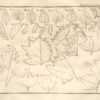 La Physique des arbres : où il est traité de l'anatomie des plantes et de l'économie végétale : Pour servir d'Introduction au Traité complet des Bois & des Forests ; avec une dissertation sur l'utilité des Méthodes de Botanique ; & une Explication des termes propres à cette Science, & qui sont en usage pour l'exploitation des Bois & des Forêts.