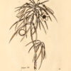 Selectarum stirpium Americanarum historia in qua ad Linnaeanum systema determinatae descriptaeque sistuntur plantae illae, quas in insulis Martinica, Jamaica, Domingo, Aliique, et in Viciniae continentis parte, observavit rariores ; adjectis iconibus in solo natali delineatis. – Bild 2