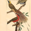 L'Histoire naturelle éclaircie dans une de ses parties principales, l'ornithologie, qui traite des oiseaux de terre, de mer et de rivière, tant de nos climats que des pays étrangers… Ouvrage traduit du Latin du Synopsis avium de Ray... Par M. Salerne, Docteur en Médecine à Orléans... Enrichi de 31 figures dessinées d'après nature. - Imagen 2