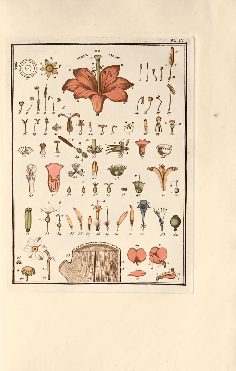 Dictionnaire élémentaire de botanique, revu et presque entièrement