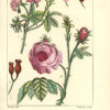 Histoire naturelle, générale et particulière, par Leclerc De Buffon ; Nouvelle édition accompagnée de notes, et dans laquelle les supplémens sont insérés dans le premier texte, à la place qui leur convient. L’on y a ajouté l’histoire naturelle des quadrupèdes et des oiseaux découverts depuis la mort de Buffon, celles des reptiles, des poissons, des insectes et des vers ; enfin, l’histoire des plantes dont ce grand naturaliste n’a pas eu le tems de s’occuper.  Ouvrage formant un cours complet d’Histoire Naturelle ; rédigé par C. S. Sonnini, membre de plusieurs sociétés savantes. - 图片 2