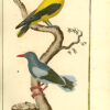Histoire naturelle, générale et particulière, par Leclerc De Buffon ; Nouvelle édition accompagnée de notes, et dans laquelle les supplémens sont insérés dans le premier texte, à la place qui leur convient. L’on y a ajouté l’histoire naturelle des quadrupèdes et des oiseaux découverts depuis la mort de Buffon, celles des reptiles, des poissons, des insectes et des vers ; enfin, l’histoire des plantes dont ce grand naturaliste n’a pas eu le tems de s’occuper.  Ouvrage formant un cours complet d’Histoire Naturelle ; rédigé par C. S. Sonnini, membre de plusieurs sociétés savantes. - 图片 3