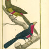 Histoire naturelle, générale et particulière, par Leclerc De Buffon ; Nouvelle édition accompagnée de notes, et dans laquelle les supplémens sont insérés dans le premier texte, à la place qui leur convient. L’on y a ajouté l’histoire naturelle des quadrupèdes et des oiseaux découverts depuis la mort de Buffon, celles des reptiles, des poissons, des insectes et des vers ; enfin, l’histoire des plantes dont ce grand naturaliste n’a pas eu le tems de s’occuper.  Ouvrage formant un cours complet d’Histoire Naturelle ; rédigé par C. S. Sonnini, membre de plusieurs sociétés savantes. - 图片 4