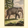 Histoire naturelle, générale et particulière, par Leclerc De Buffon ; Nouvelle édition accompagnée de notes, et dans laquelle les supplémens sont insérés dans le premier texte, à la place qui leur convient. L’on y a ajouté l’histoire naturelle des quadrupèdes et des oiseaux découverts depuis la mort de Buffon, celles des reptiles, des poissons, des insectes et des vers ; enfin, l’histoire des plantes dont ce grand naturaliste n’a pas eu le tems de s’occuper.  Ouvrage formant un cours complet d’Histoire Naturelle ; rédigé par C. S. Sonnini, membre de plusieurs sociétés savantes. - 图片 5