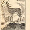 Histoire naturelle, générale et particulière, avec la description du cabinet du Roy. - Imagen 4