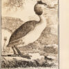 Histoire naturelle, générale et particulière, avec la description du cabinet du Roy. - Imagen 8