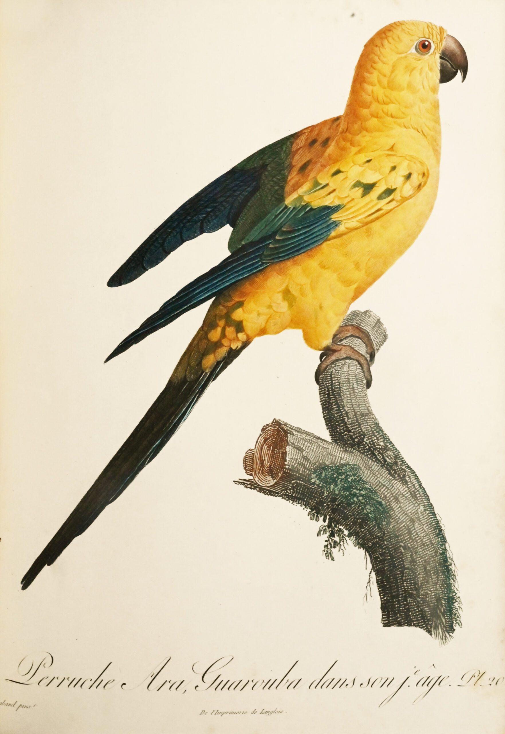 Histoire naturelle des perroquets. - Image 3