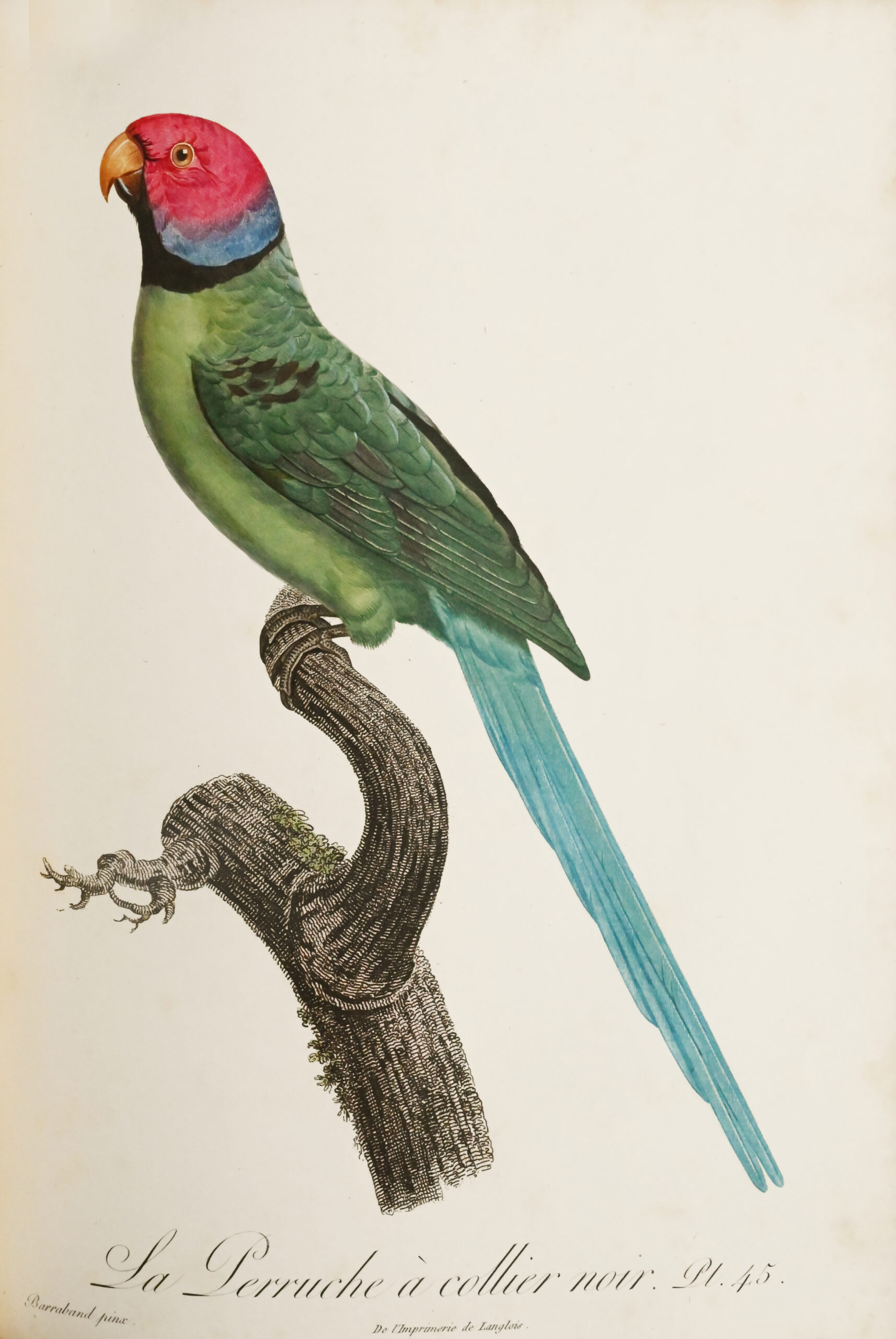 Histoire naturelle des perroquets. - Image 4
