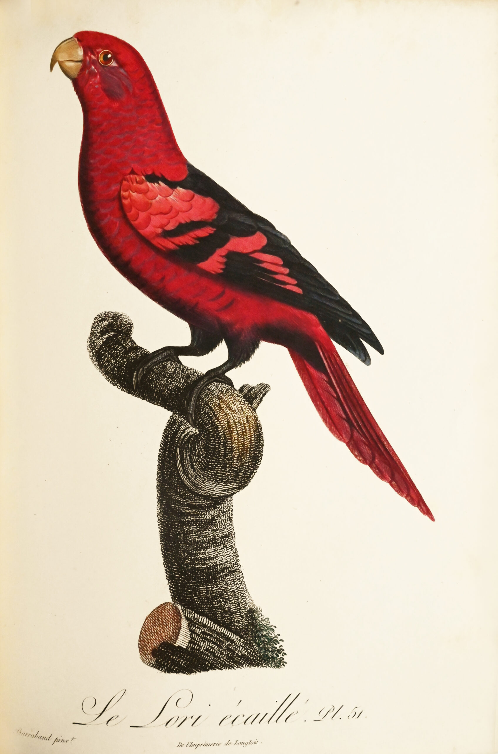 Histoire naturelle des perroquets. - Image 5