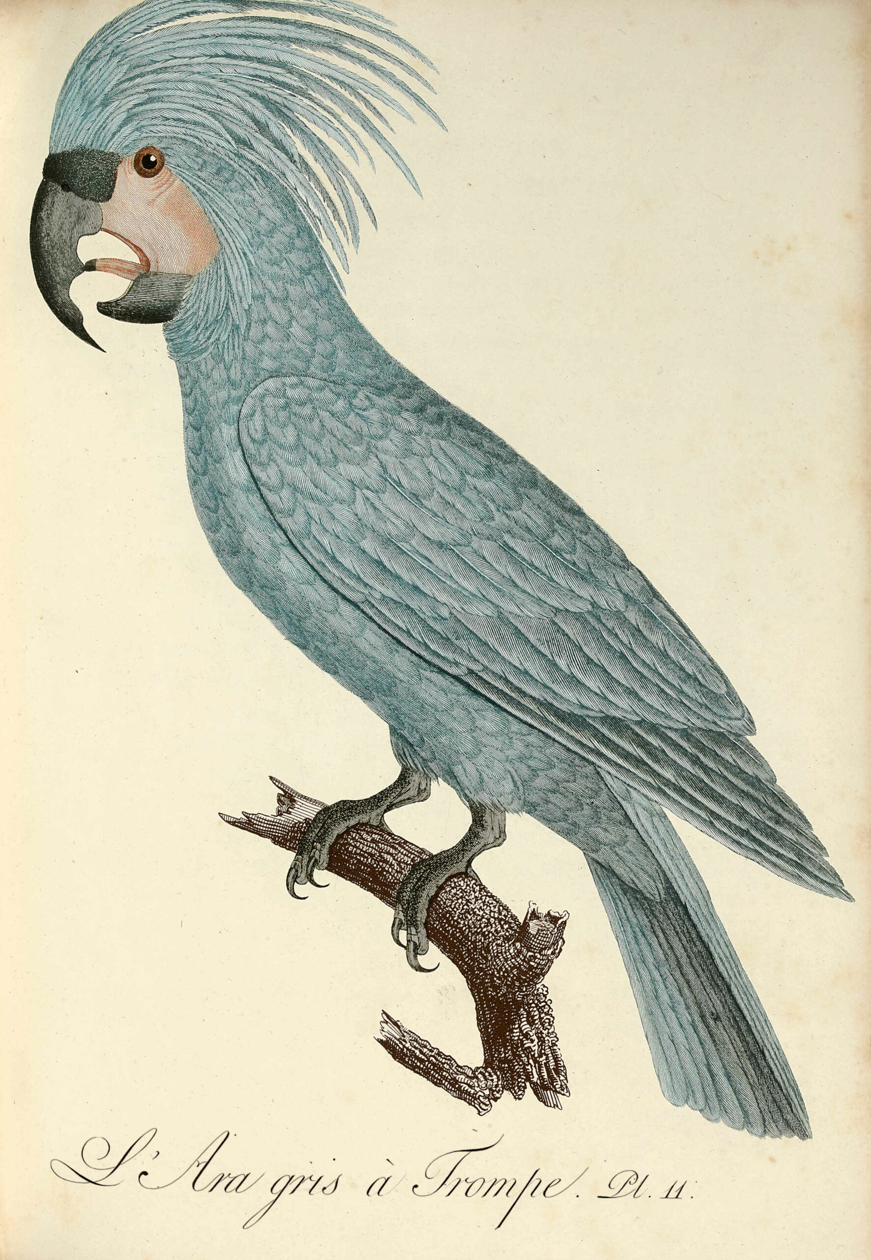 Histoire naturelle des perroquets.