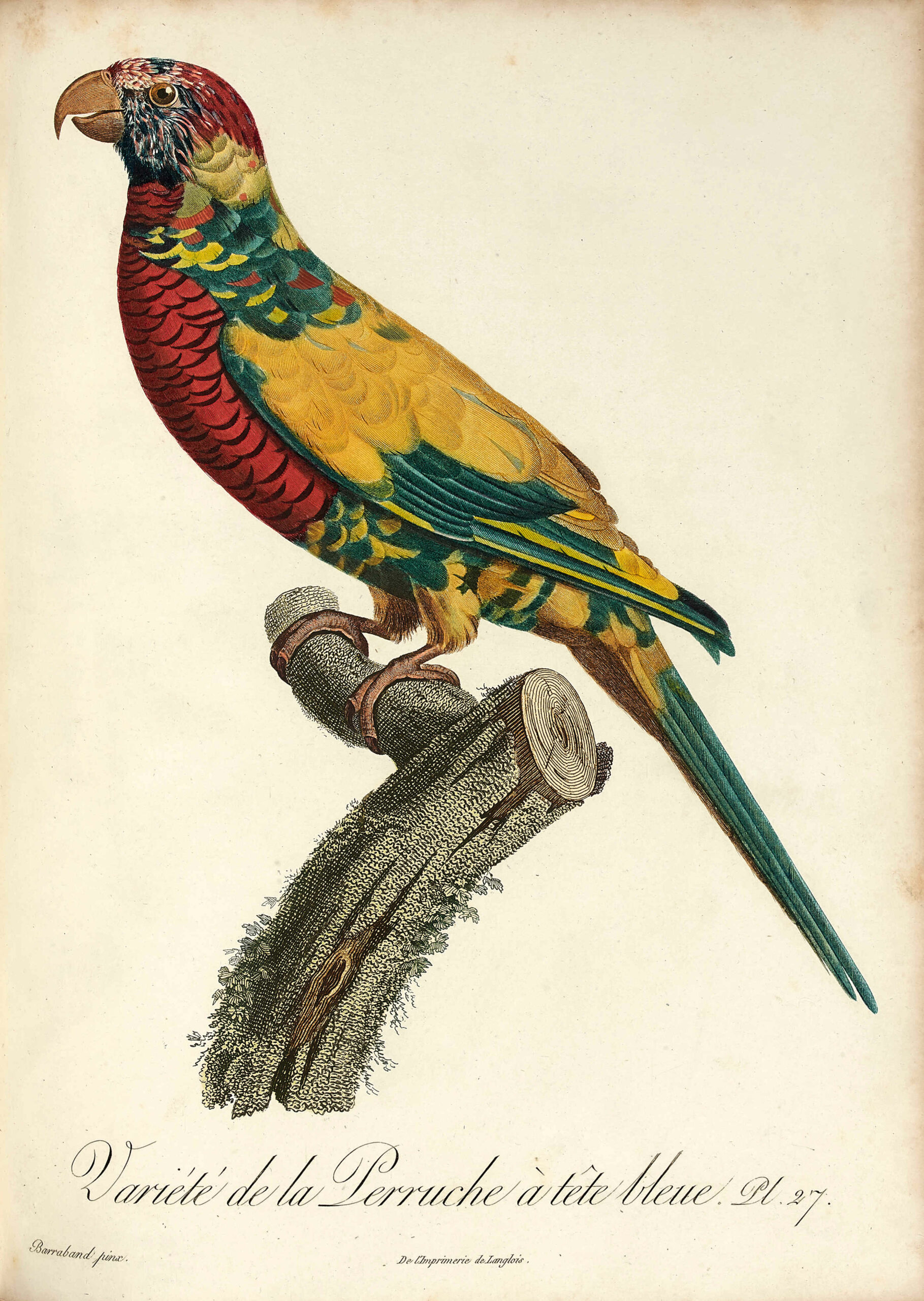 Histoire naturelle des perroquets. - Image 6