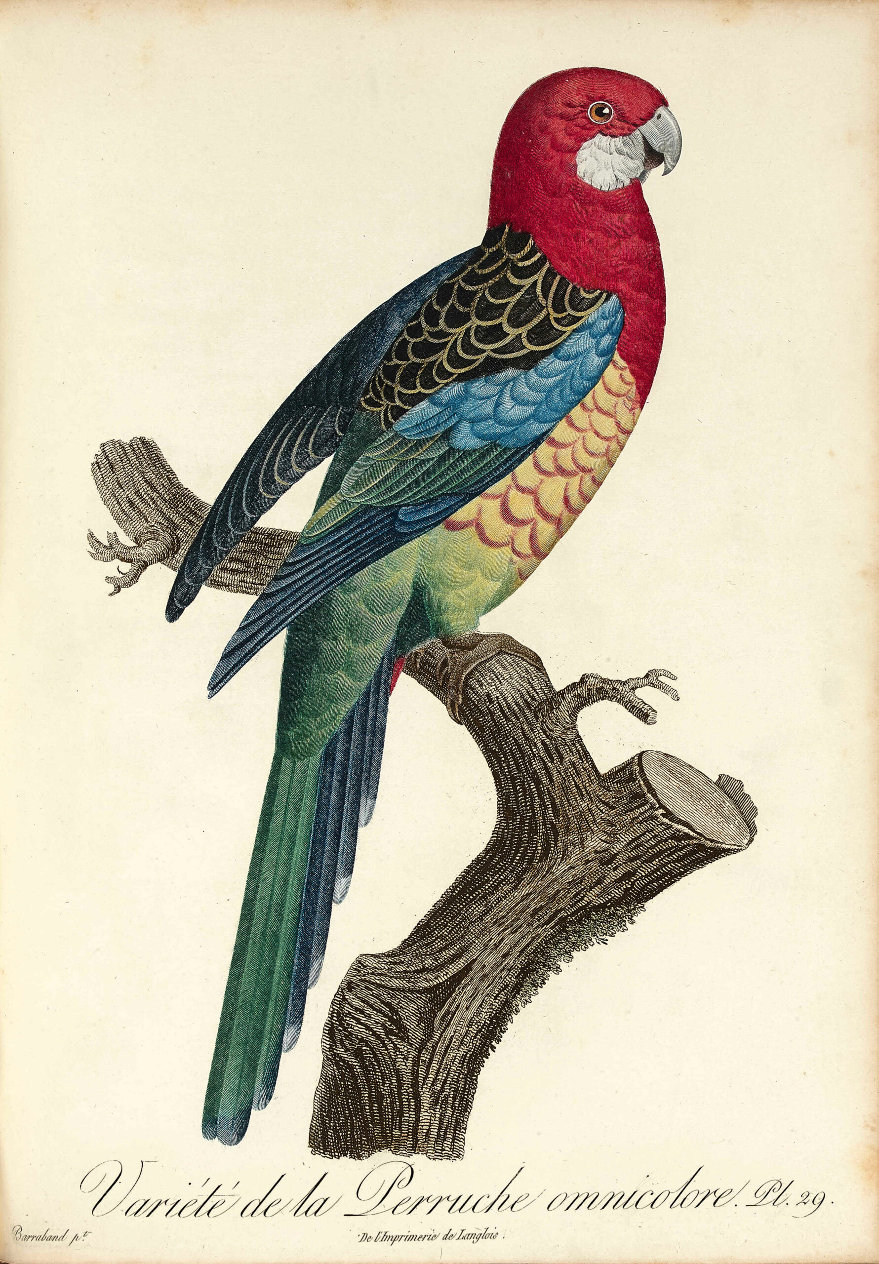Histoire naturelle des perroquets. - Image 7